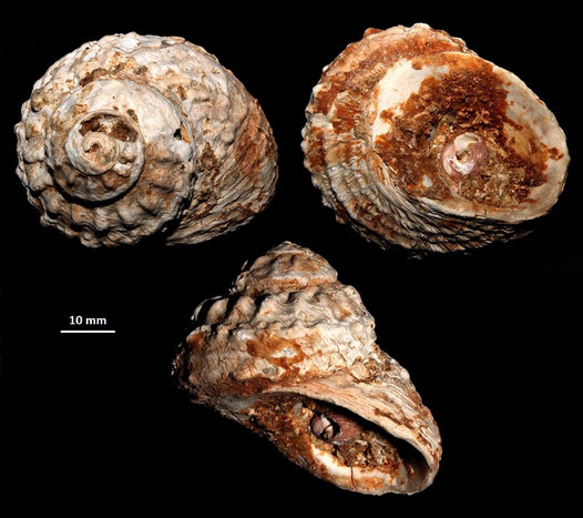 Bolma rugosa, Sant'Agostino (Civitavecchia, RM): notare un Clanculus corallinus incastonato nella bocca