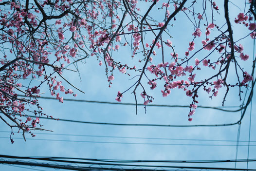 電線と梅、なんということのない二月の街路
