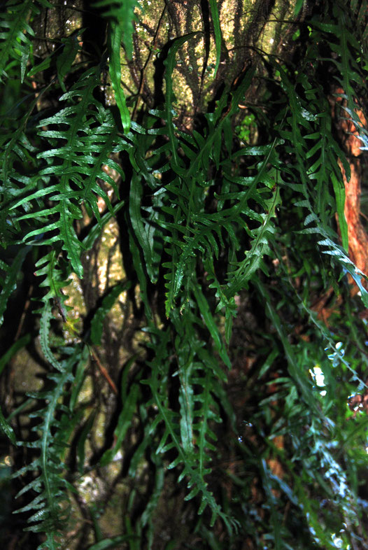 Possibly the climbing fern, Phymatosorus scandens (Fragrant Fern/mokimoki) on the Taupo Head walk, Golden Bay.