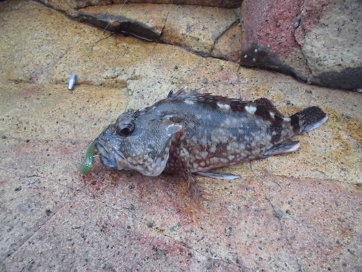 2匹目のカサゴの写真