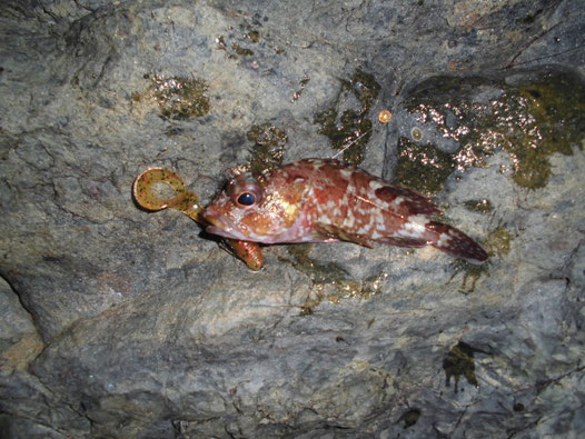 カサゴの写真3