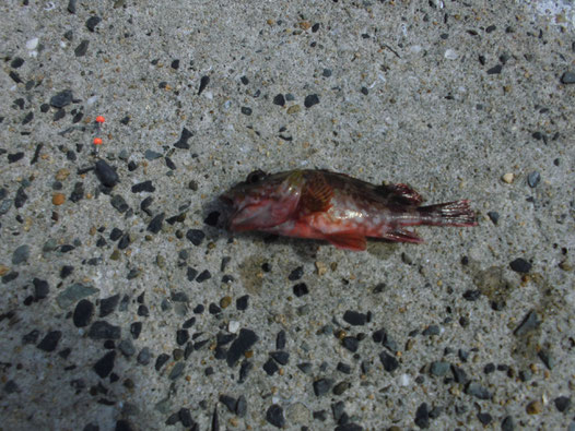 涌田漁港で釣ったカサゴの写真