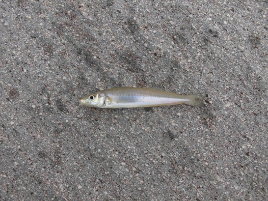 吉母で釣れたキスの写真