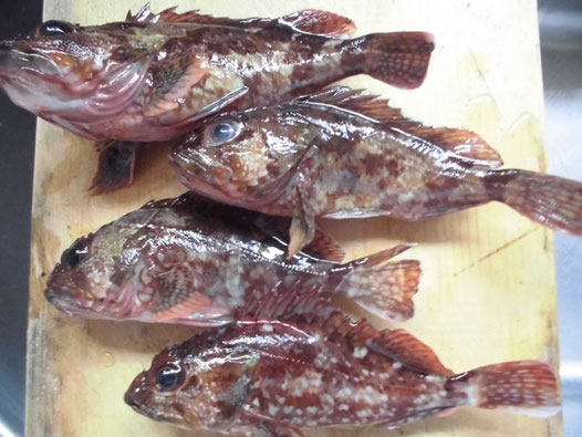 釣れた4匹のカサゴの写真