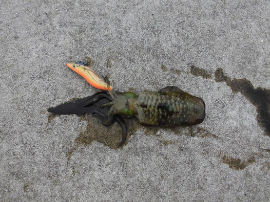 釣れたアオリイカの写真4