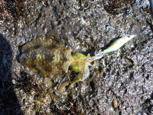 浅場で釣れたアオリイカの写真