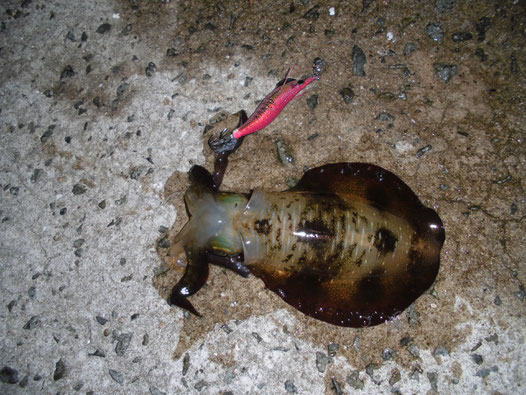 室津下漁港で釣れたアオリイカの写真2