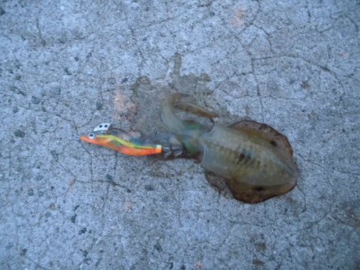小ぶりなアオリイカの写真