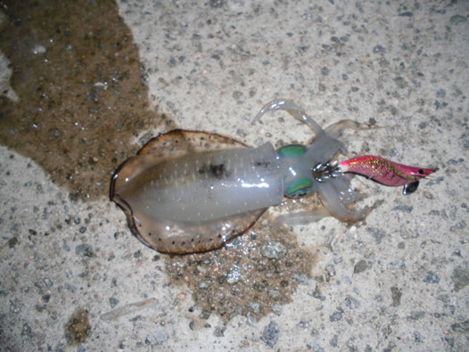 近場の夜釣りでアオリイカ3匹 釣り アウトドア 近場の夜釣りでアオリイカ3匹 釣り アウトドア