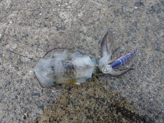 室津下漁港で釣れたアオリイカの写真1
