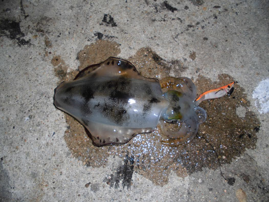 ナイトエギングで釣れたアオリイカの写真