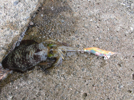 2匹目に釣れたアオリイカの写真