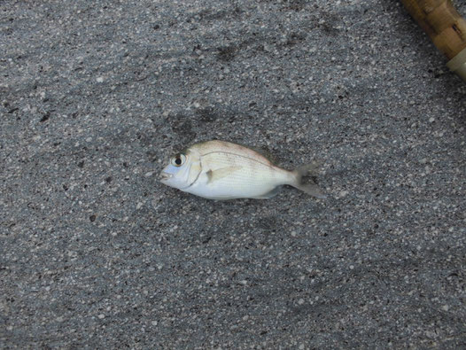 吉母で釣れた小ダイの写真