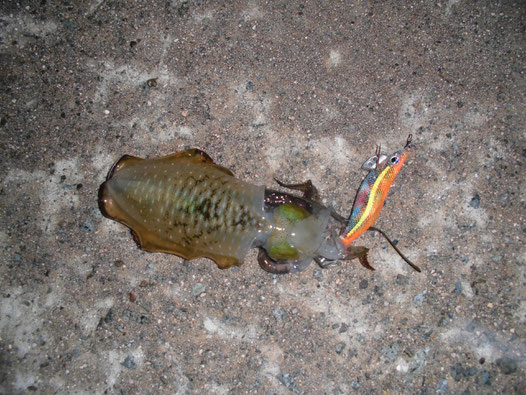 4匹目に釣れたアオリイカの写真