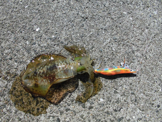 釣れたアオリイカの写真