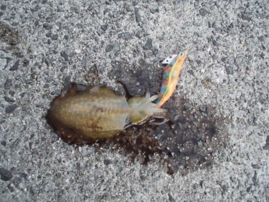 エギ王Kで釣れたアオリイカの写真
