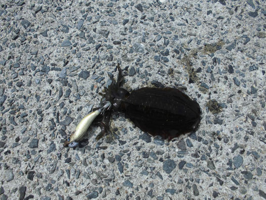 釣れたアオリイカの写真3