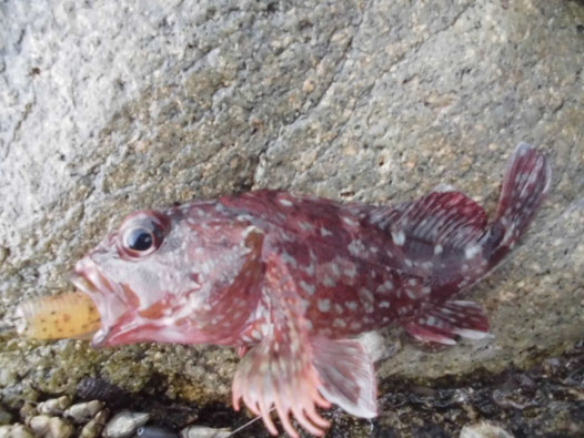釣れたカサゴの写真3
