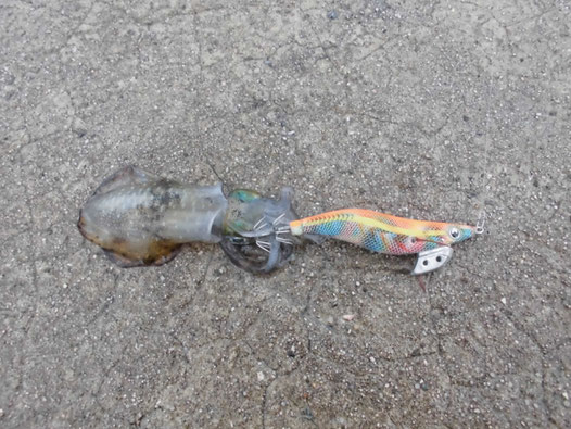 コロックサイズのアオリイカの写真
