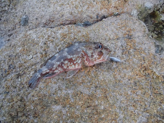 釣れたカサゴ写真1