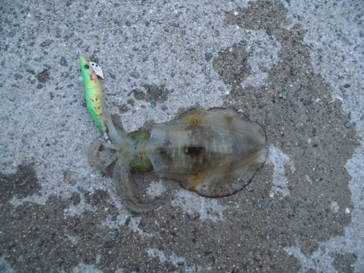 3匹目に釣れたアオリイカの写真