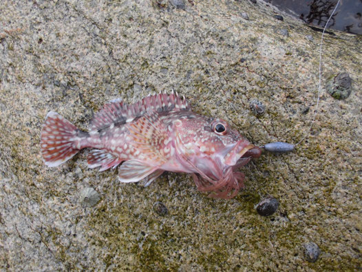 釣れたカサゴの写真