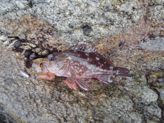 釣れたカサゴの写真2