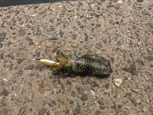 釣れたアオリイカの写真2