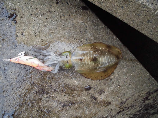 2匹目に釣れたアオリイカの写真