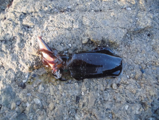 2匹目の小ぶりなアオリイカの写真