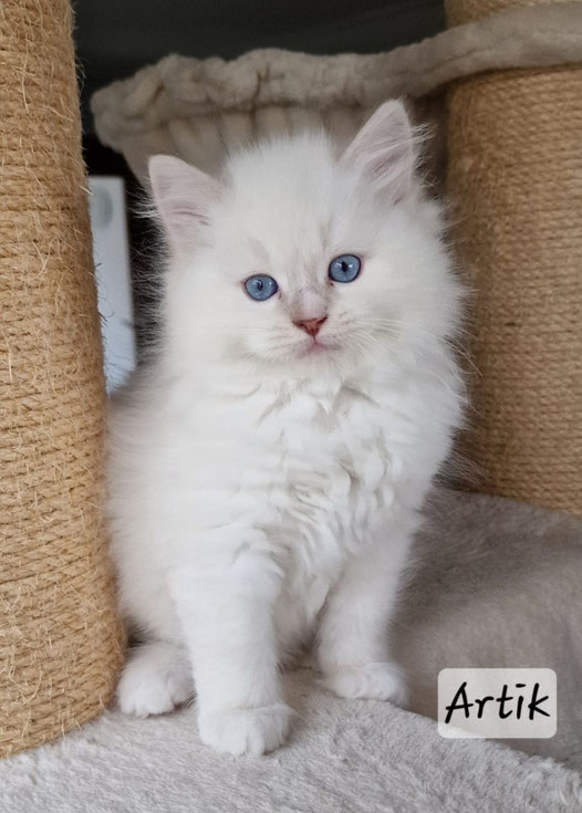 Artik, mâle, lilac tabby point mitted