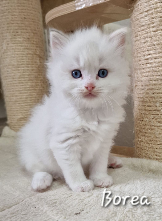 Borea, femelle bleu tortie tabby bicolore