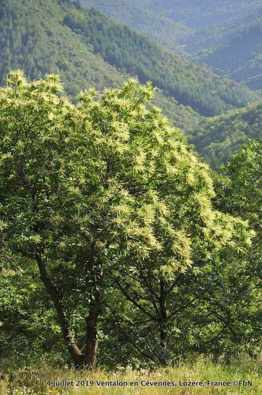 fleurs de chataignier Cevennes Lozère