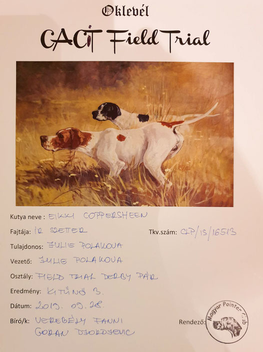Bravo Eikki! Field Trial Derby Couple 28.9. EXC 3 / 29.9.19 EXC 2! 