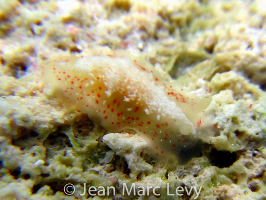 Dendrodoris coronata