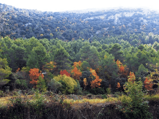 Parque Natural del Carrascal y de  la Font Roja. Alcoy, Alicante, Comunidad Valenciana, España.