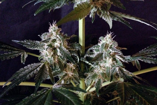 Die Seitentriebe einer Cannabis Pflanze ist zu sehen. Die Blätter und knospen sind von harz überzogen. Die Blätter selbst sind tief dunkel Grün
