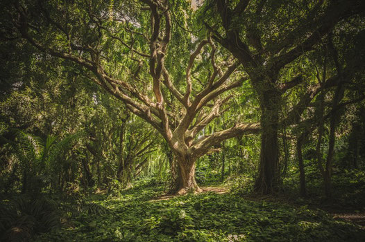 Licencefree photo from Pexels