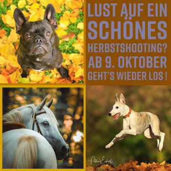 20 % Rabatt auf Herbstshootings mit Hunden und Pferden in und um München. Aktion endet am 15. September. Shootings ab Oktober