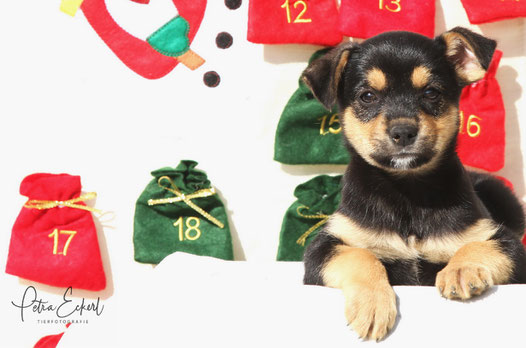 Hundeshooting Weihnachtsshooting Hund Wolfratshausen EmmaBella Hundesache Mini-Weihnachtsshooting 23. November 2019 Petra Eckerl Tierfotografie