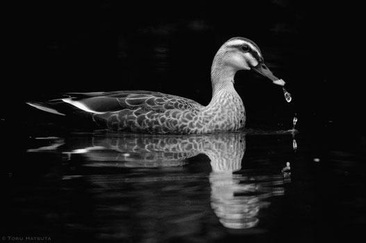 子育てを終えたカモ、巣立った鴨たちが水辺に(with Fujifilm X-T20)