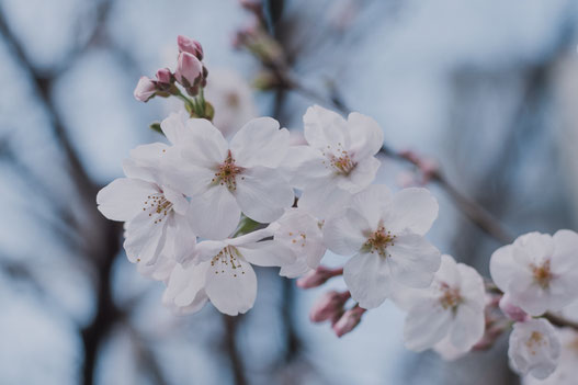 2019年の東京の桜が咲きました(Fujifilm X-Pro2)