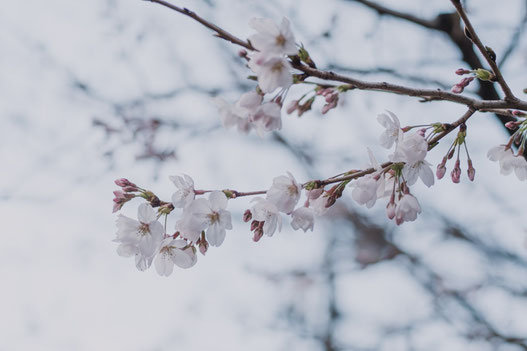 三分咲きの桜もあれば、五分ほどの木も(Fujifilm X-Pro2)