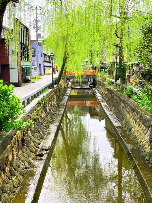 5月は柳も青くさわやか　ボラの稚魚も見えます　ペリーロードは時々カワセミもいます