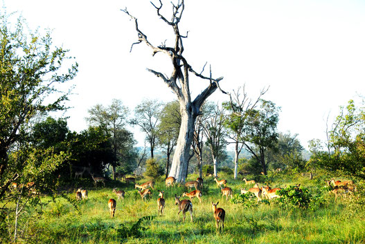 sabi-sand-safari