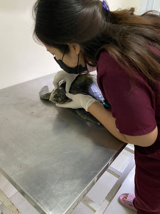 veterinarian on treatment