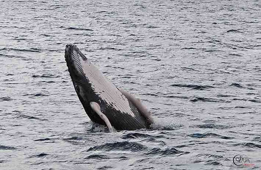 whales dolphins