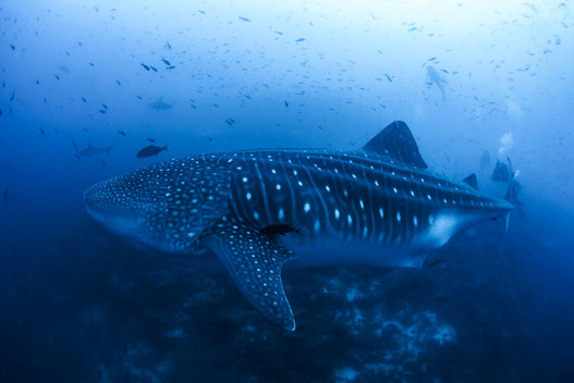 Female whale shark, Photo: Simon Pierce