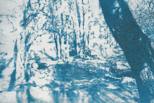 An der Urft Cyanotypie