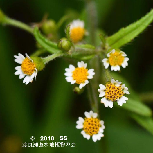 渡良瀬遊水地に生育するハクダメギク(花)の画像